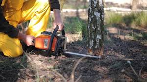 Seasonal Cleanup (Spring/Fall) in Proctor, MN